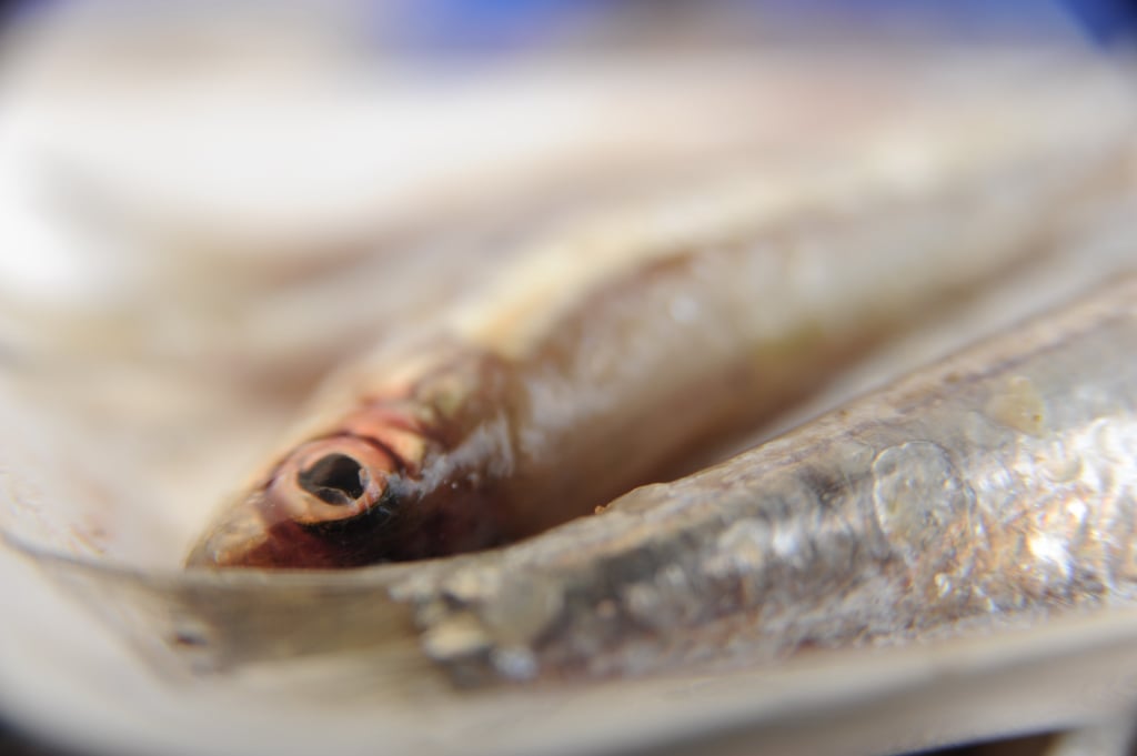 Fish from Lake Tanganyika. For generic use