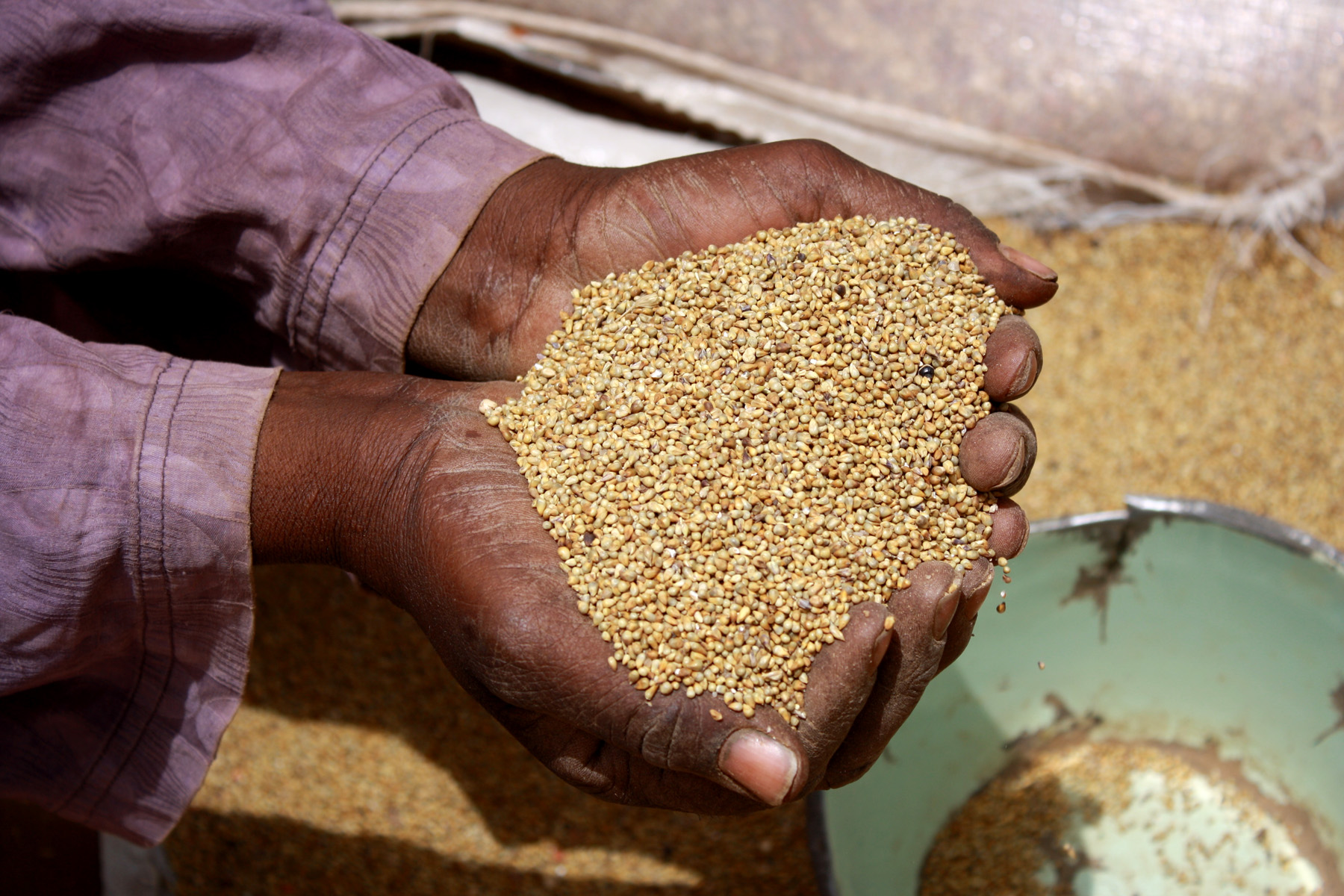 Millet is a staple food in Niger, March 2011