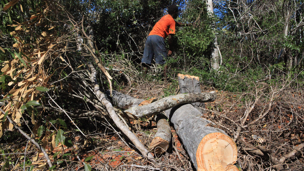 In a country that relies almost exclusively on charcoal as a cooking fuel, wood is one of the few resources left for Madagascans to exploit