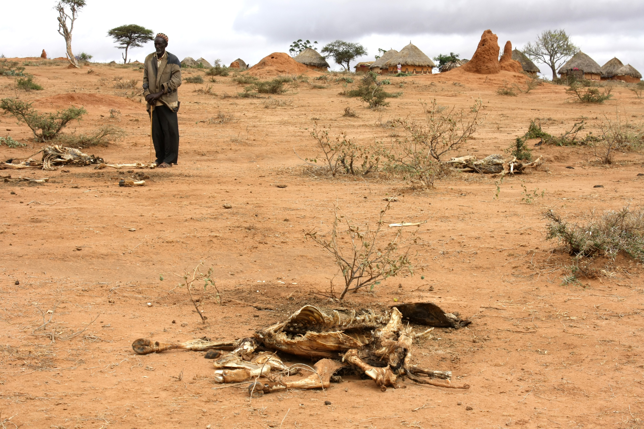 Carcasses lie outside villages in southern Borena in the Oromiya region, Ethiopia
