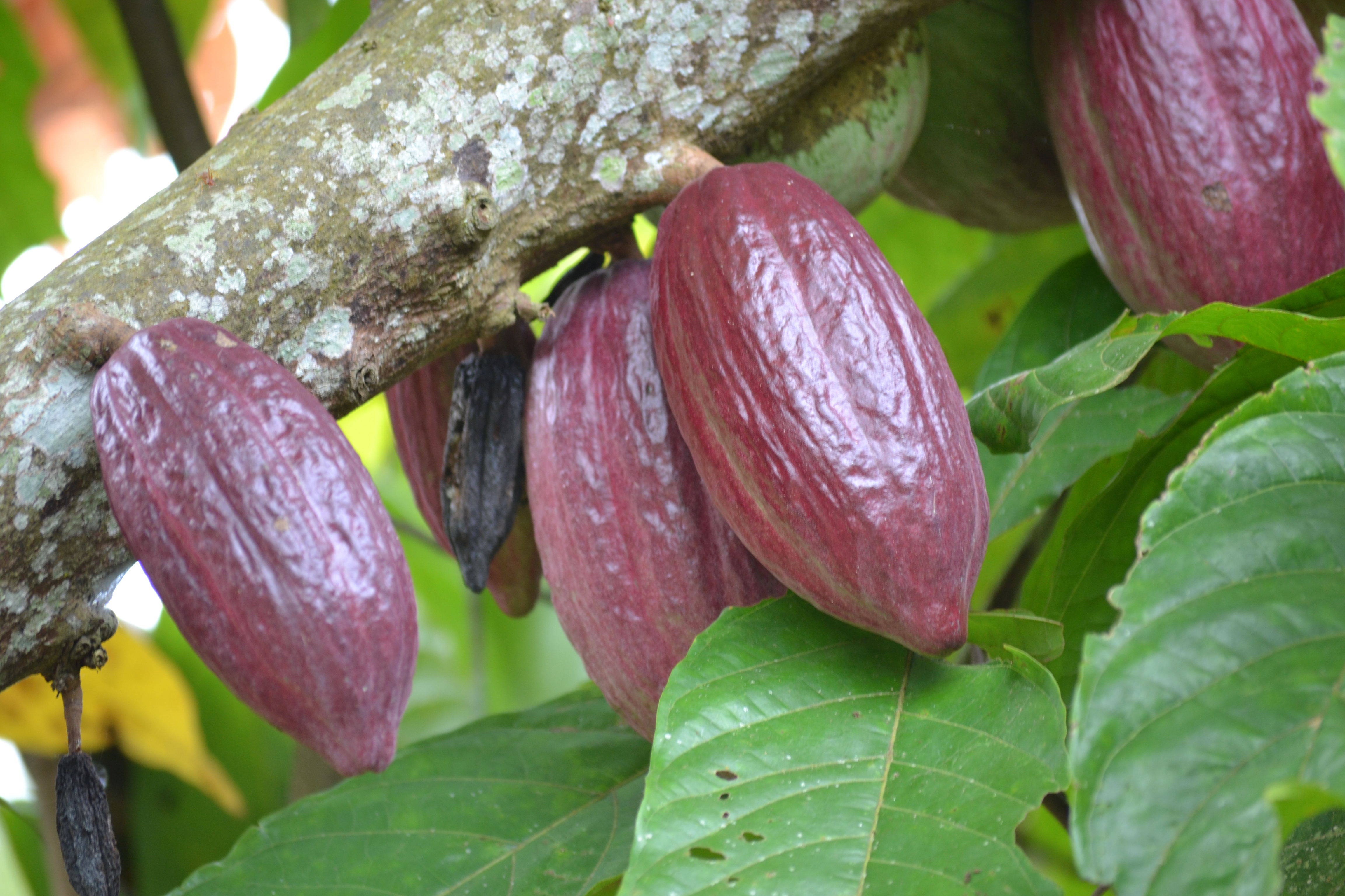 Cocoa in western Côte d’Ivoire, between the town of Duékoué and the village of Toa Zéo. July 2011
