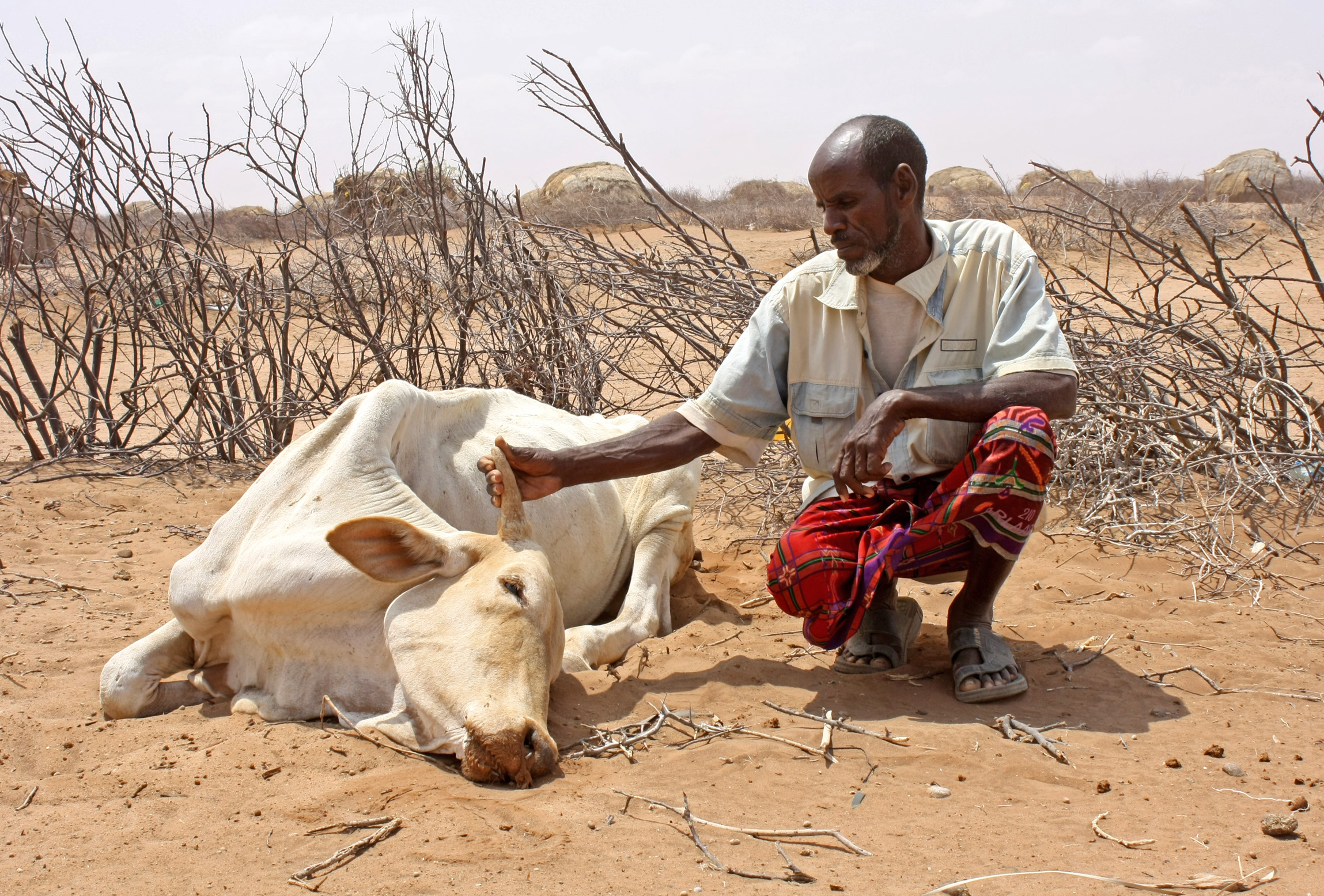 Abdille Muhamed with his dead cow in Garse Koftu village, 120km from Wajir in northeastern
