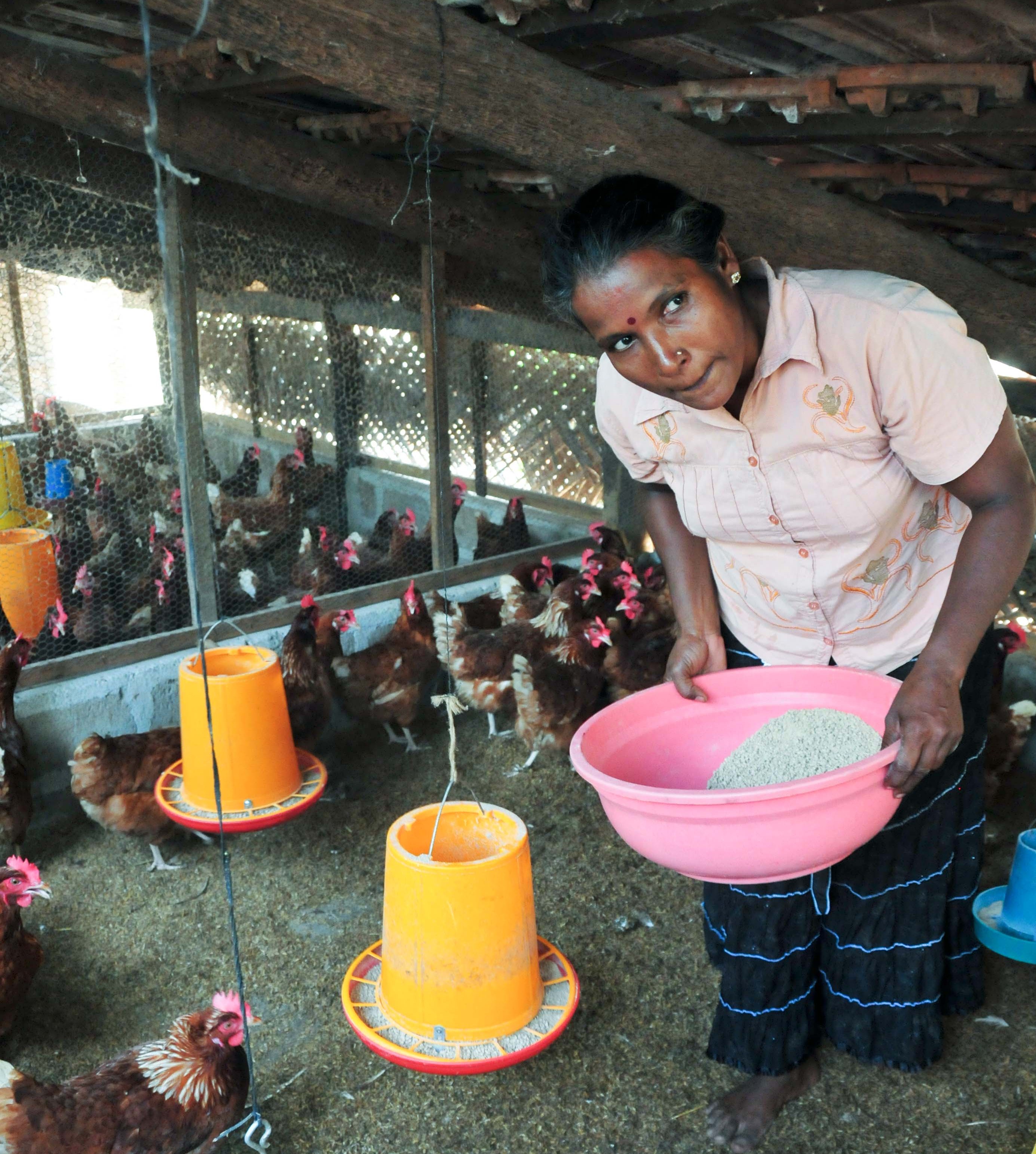 Selvakumar Arundha tends to chickens in the small poultryfarm she and five others began with funds saved from cash for workprogrammes in Allankulam
