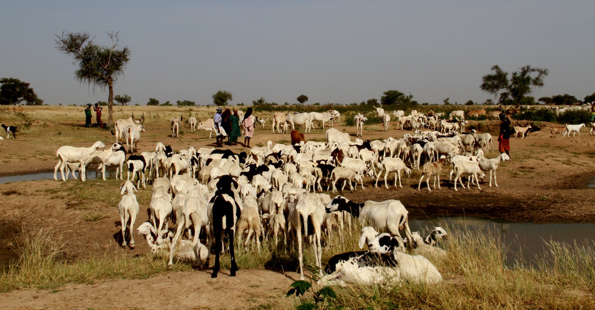 Fulani goat-herders in northern Senegal