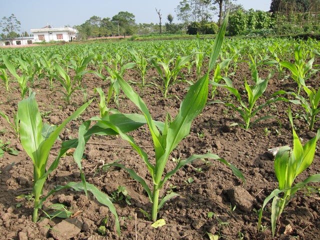 Hybrid maize varieties are filling more fields like this one in the midlands of Nepal in Nawal Parasi