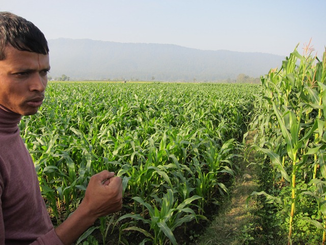 Commercial farmer, Tilak Prasad Kandel, on his land in Nawal Parasi District in Nepal where he is growing hybrid maize