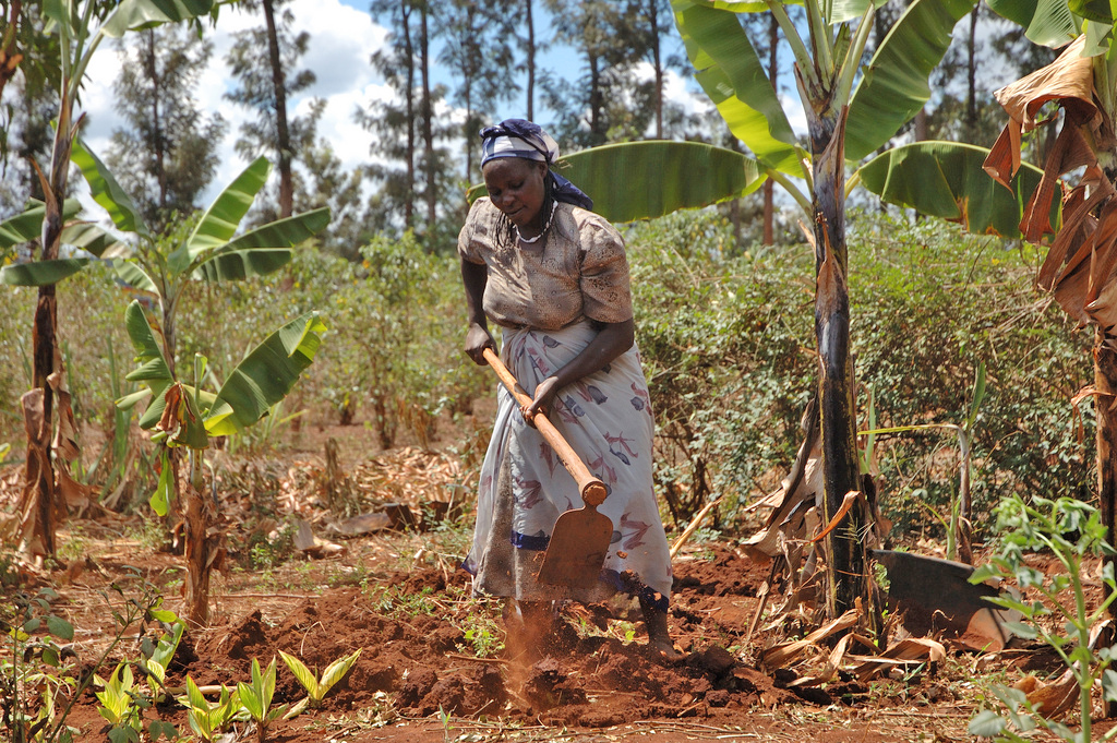 A farmer on the slopes of Mt Kenya, in the district of Embu, prepares her maize plot for planting