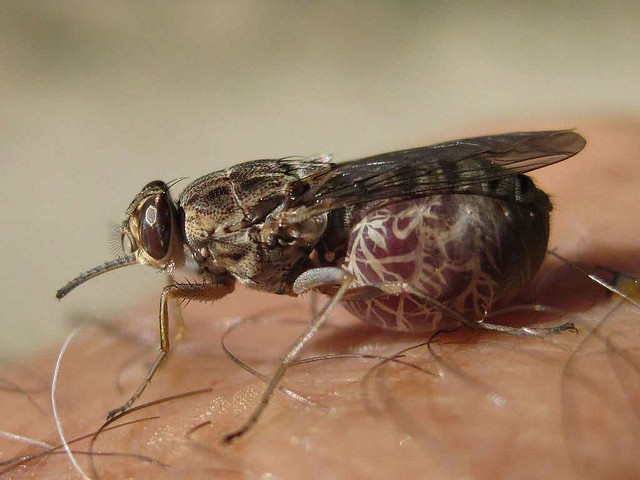 Glossina pallidipes is an important vector of animal trypanosomiasis