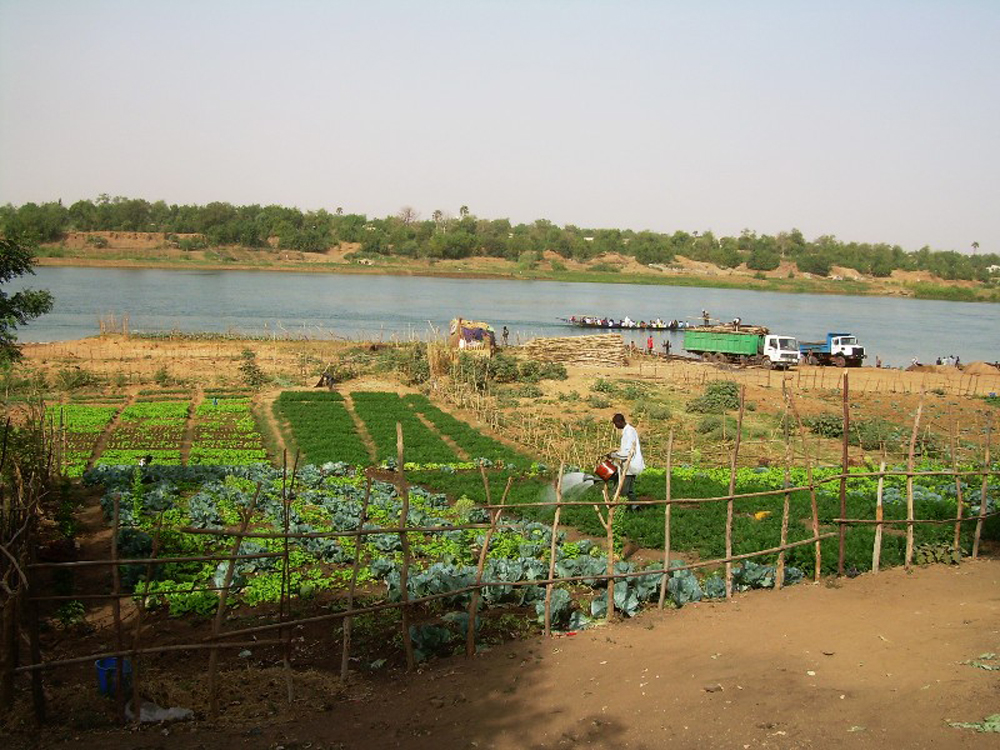 Residents of Kayes in western Mali increasingly rely on market gardening next to the Senegal River, as rain-fed cereal crops routinely fail