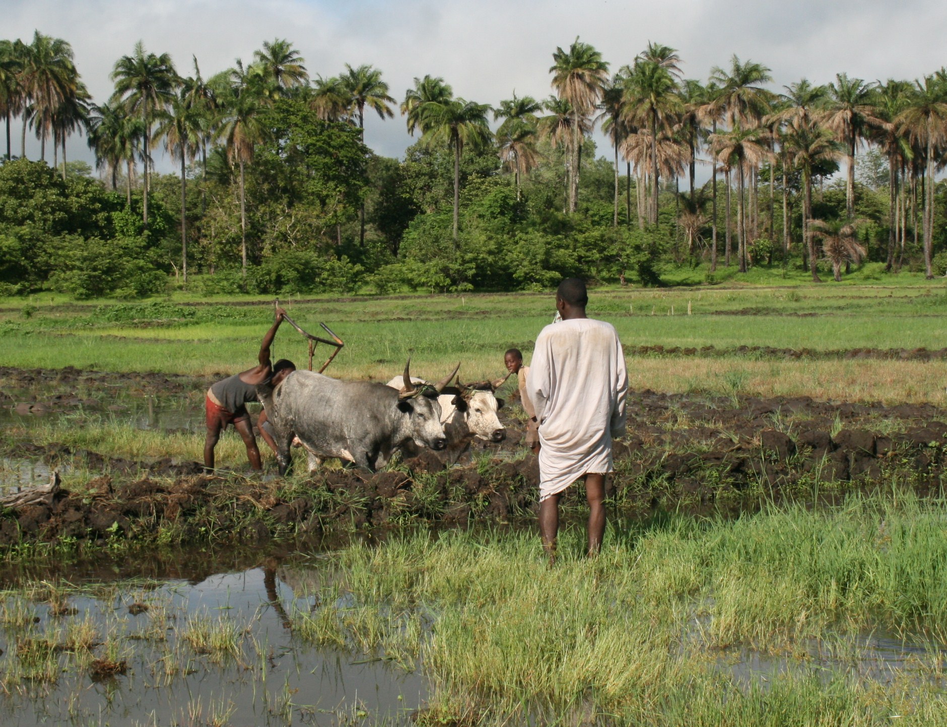 Rice farmers preparing a field in central Guinea-Bissau