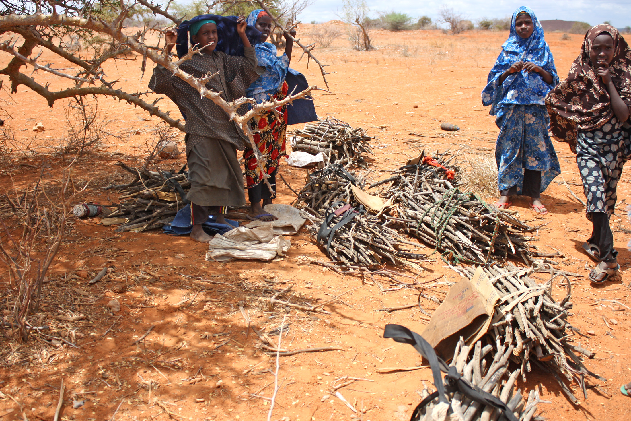 Somali refugees collecting firewood in Melkadida kebele in Ethiopia's Somali region