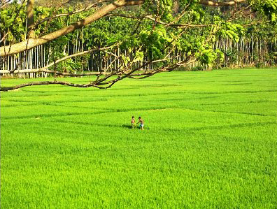 Children play in a local rice field in southeast Bangladesh. Activists fear inhabitants could face greater food insecurity as a result of deforestation in the area