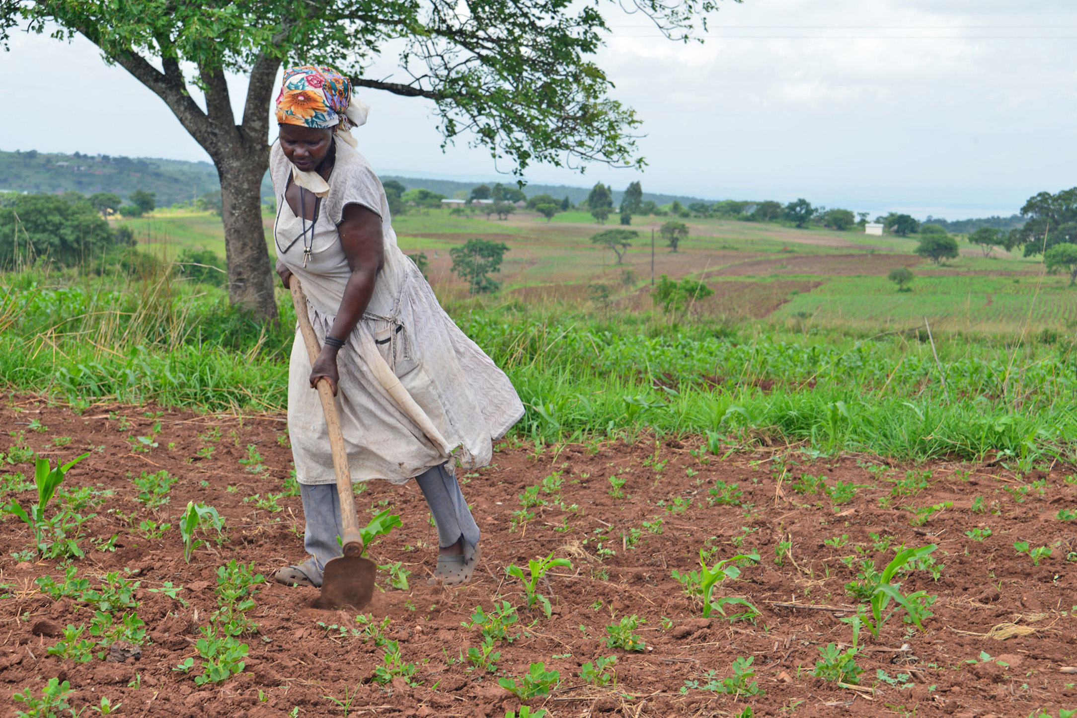 A farmer work her fields in Shewula village in Swaziland’s eastern Lubombo region