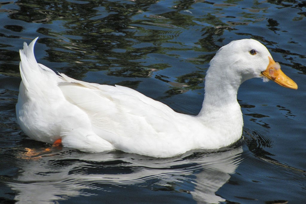 White Duck. For generic use