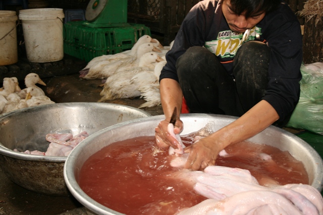 A man prepares plucked poultry in a basin at Orussey market, in central Phnom Penh. There have been four reported cases of H5N1 as of 28 January 2013