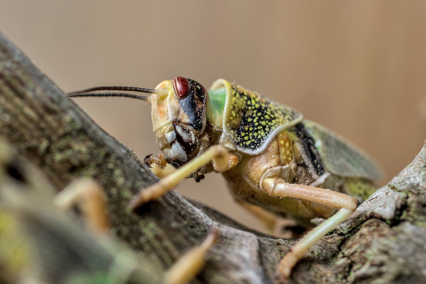 Desert locust. For generic use