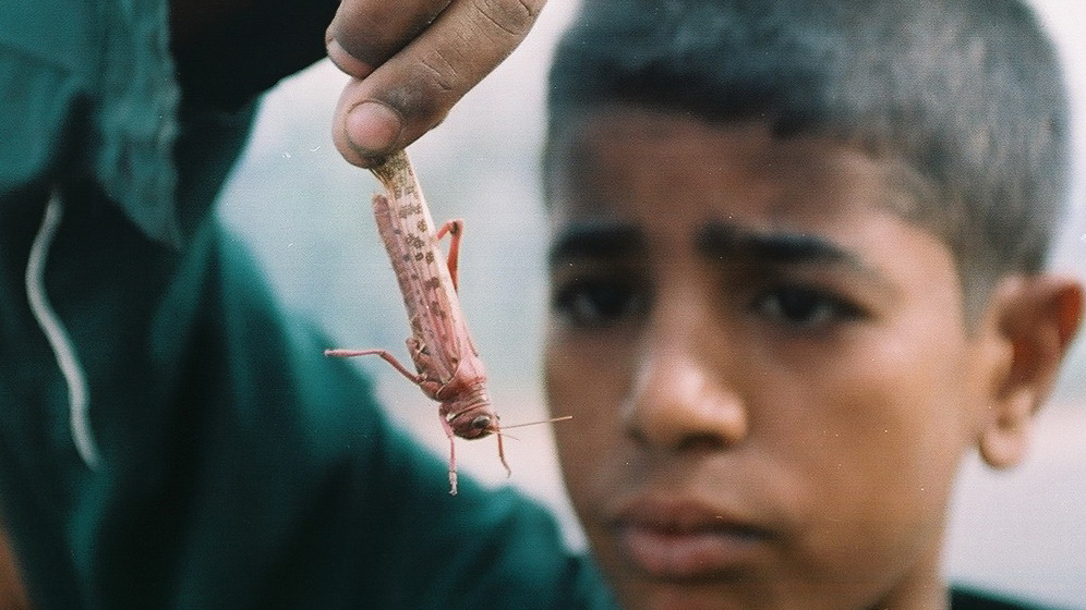 A rural child from the Egyptian governorate of Qallubia, north of the capital Cairo, holds a red desert locust after locusts attacked his family's field in 2004. The largest locust attack in decades destroyed more than a third of Egypt's crops, according