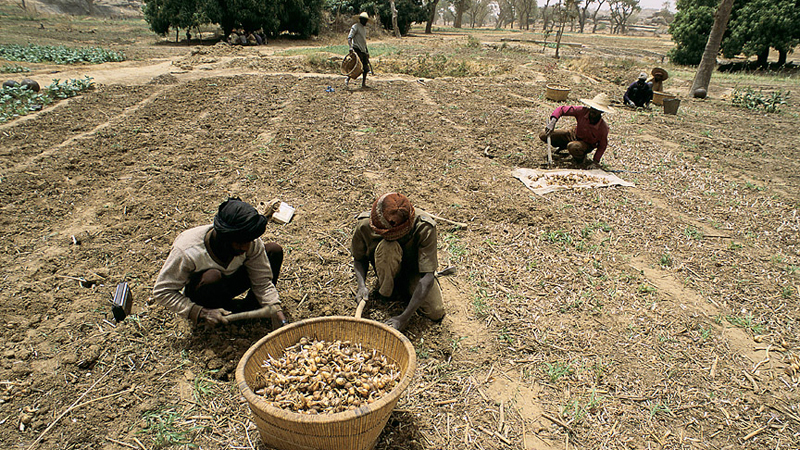 Harvesting crops. Mali. For generic use. Food security