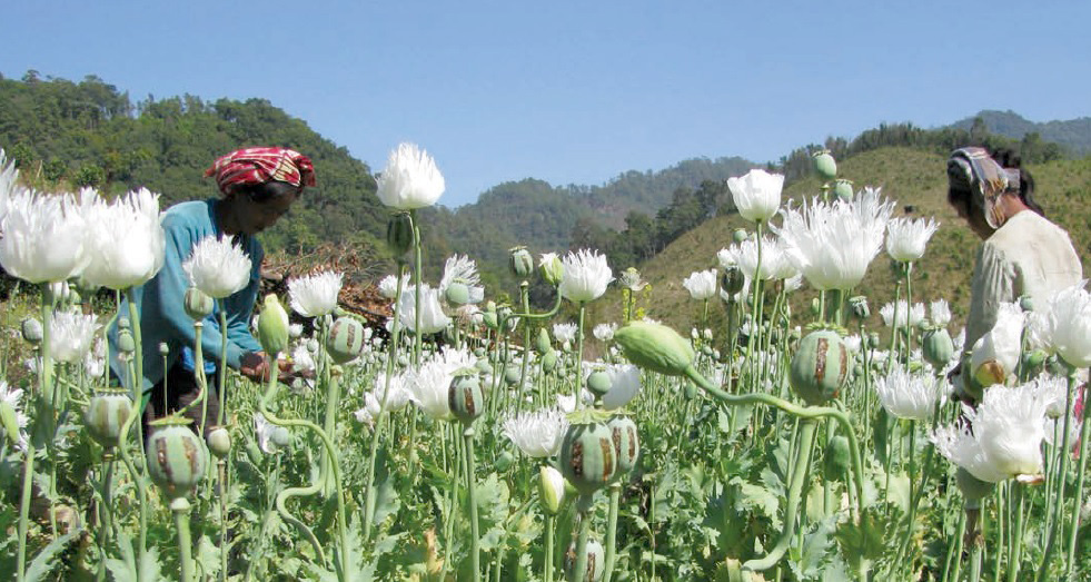 irin new opium elimination plan in myanmar