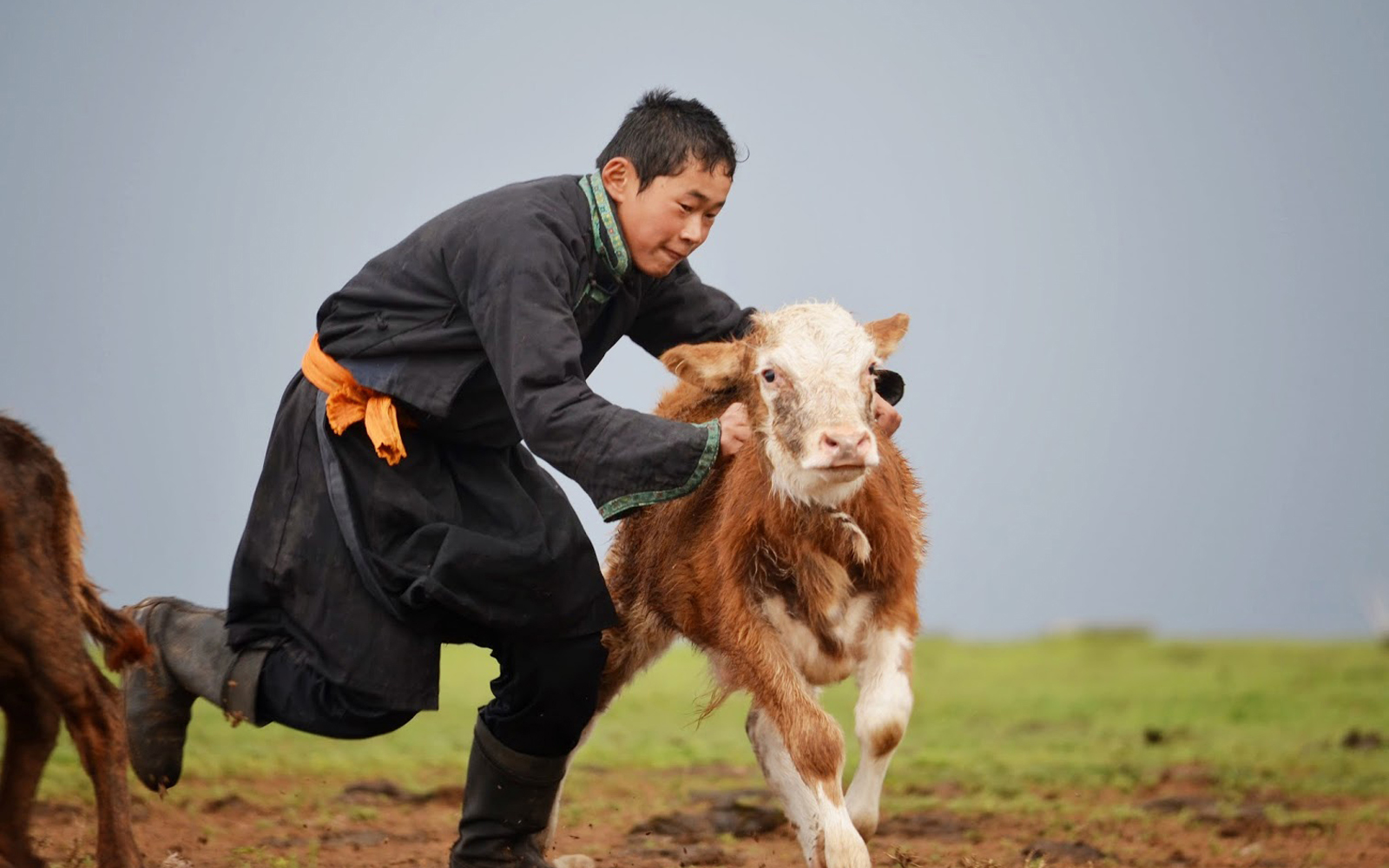 Mongolian herder. Mongolian’s preference for animal protein presages a growing worldwide trend in which livestock consumption is projected to increase by 27 percent in 2050, according to the UN’s Food and Agriculture Organization.