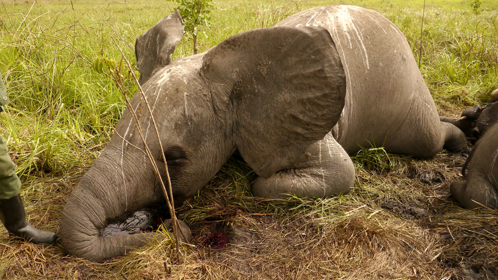 A ranger examines the carcass of a young elephant, one of 22 killed by poachers in Garamba in March 2012. The elephants, including 18 adults, were all shot in the top of the head by a sharpshooter's rifle fired from a helicopter. Many were killed with a s