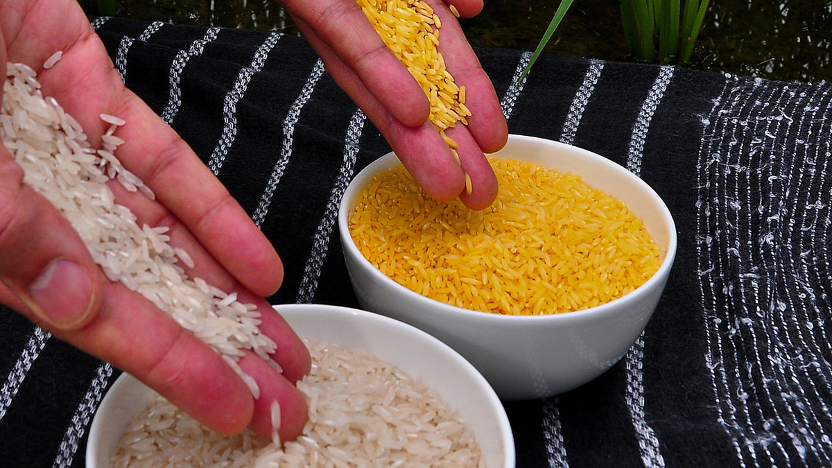 Golden Rice grain compared to white rice grain in screenhouse of Golden Rice plants.