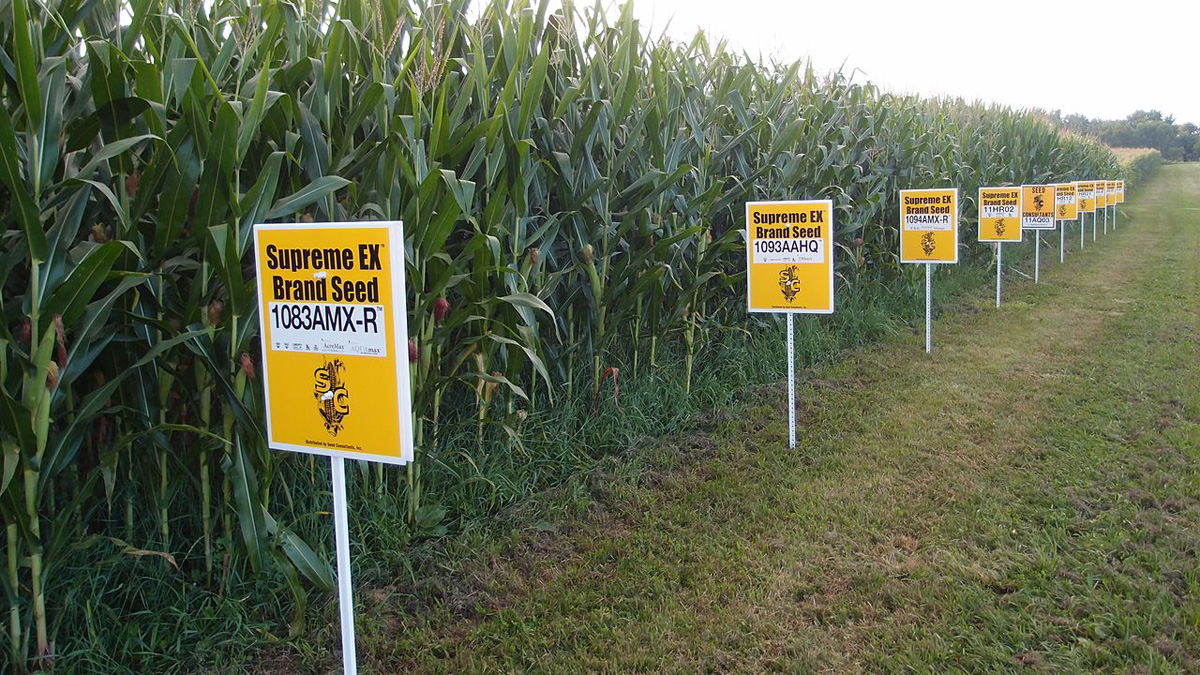 GMO corn in Yellow Springs, Ohio