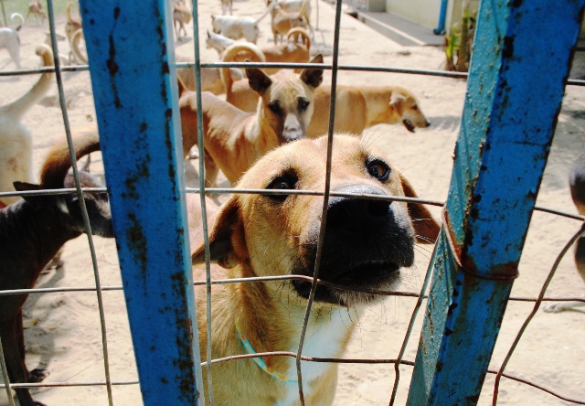 A stray dog looks to the camera at a shelter outside. Some 1,000 people die annually as a result of rabies in Myanmar, according to WHO