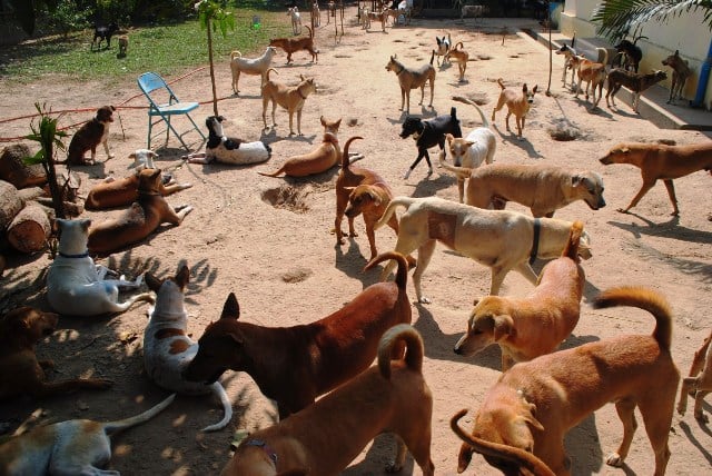 A scene at an animal shelter outside Yangon. Local media reports say there are thousands of stray dogs in the city, many of whom have rabies