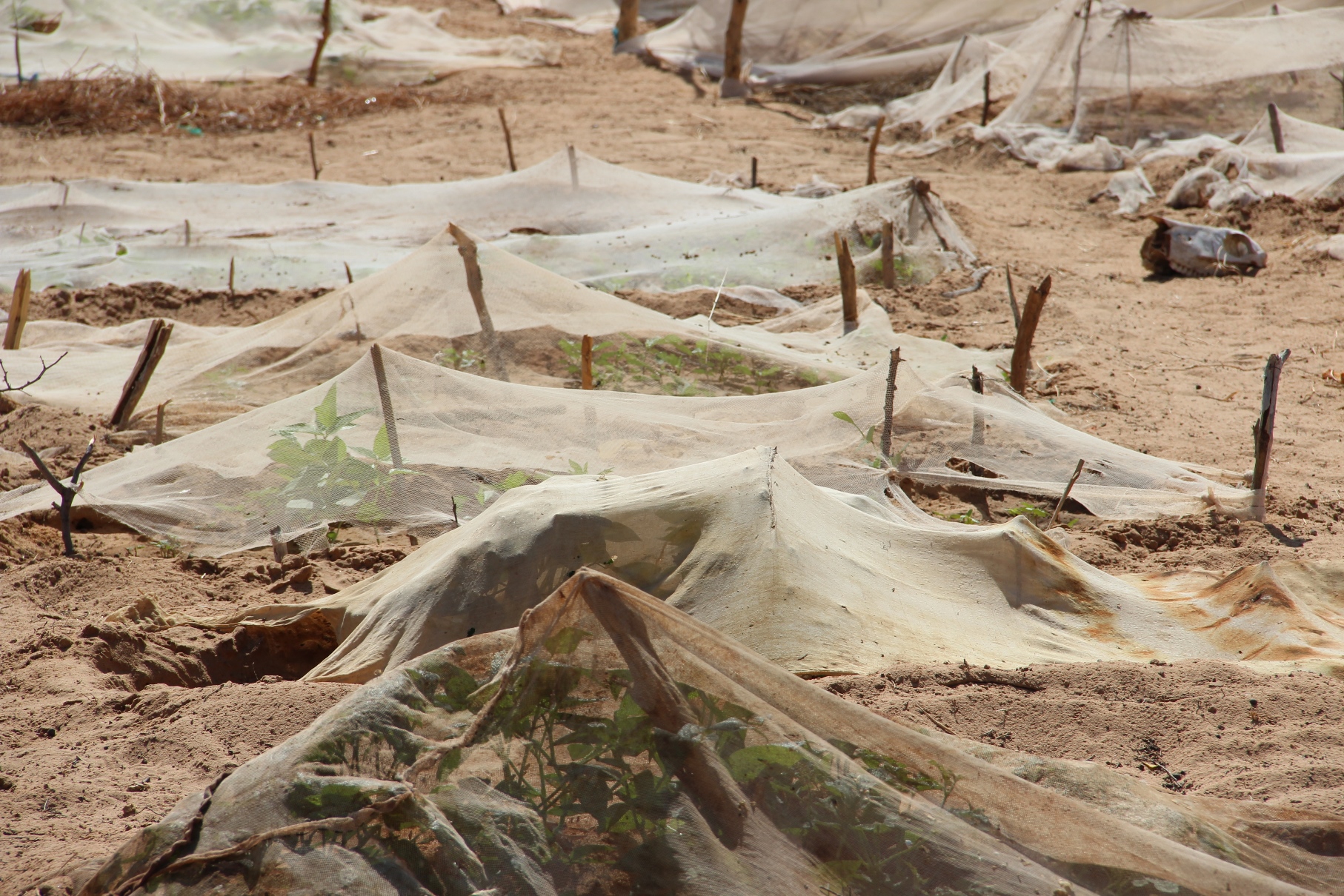 Women who live in Seyinna Gababe village, 18km from Kaedi, in Mauritania, try to grow market gardens but they are almost impossible to protect from pests and animals.