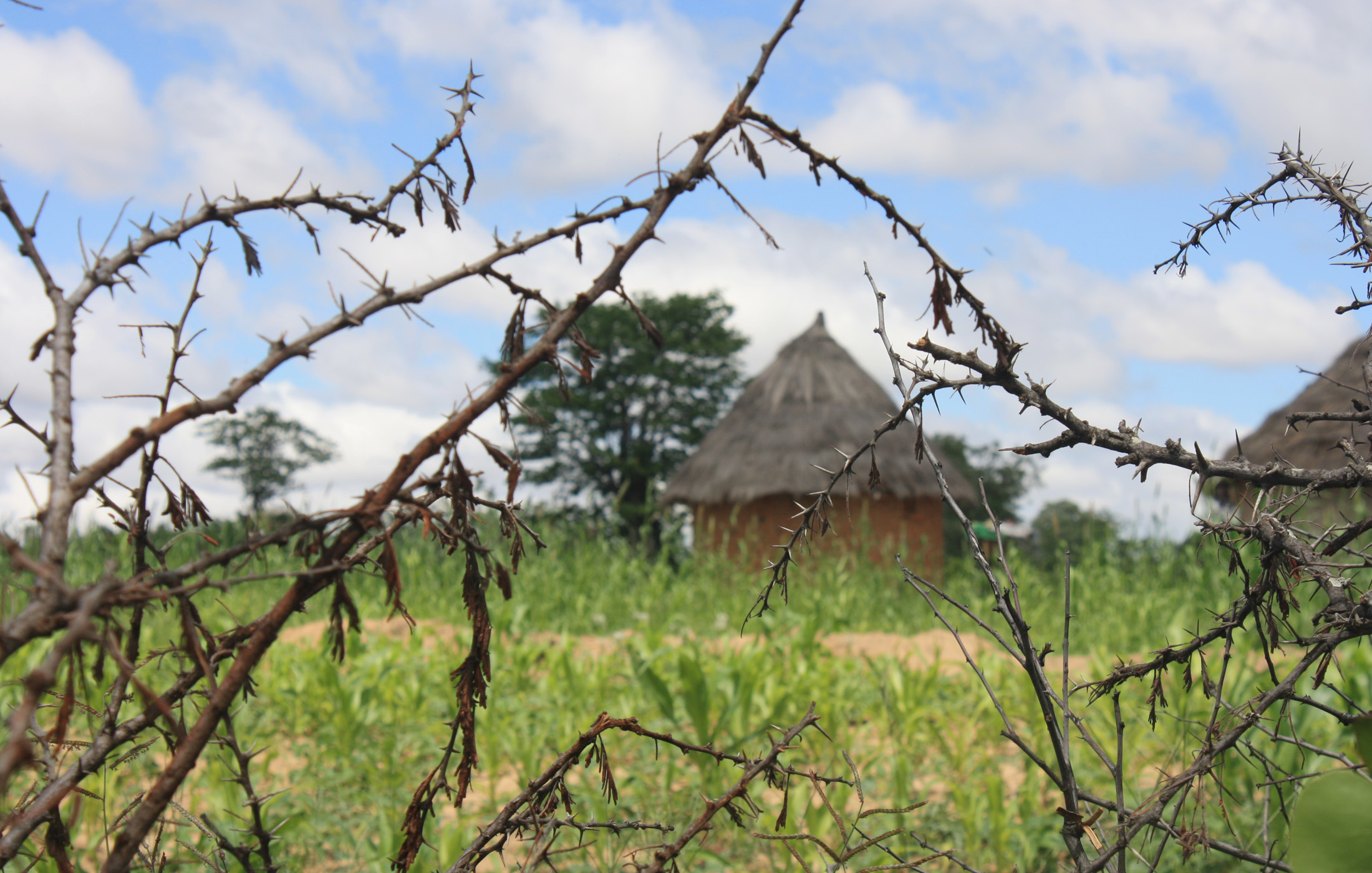 A homestead in the Takavarasha area in in Chivi district in Zimbabwe’s Masingo province