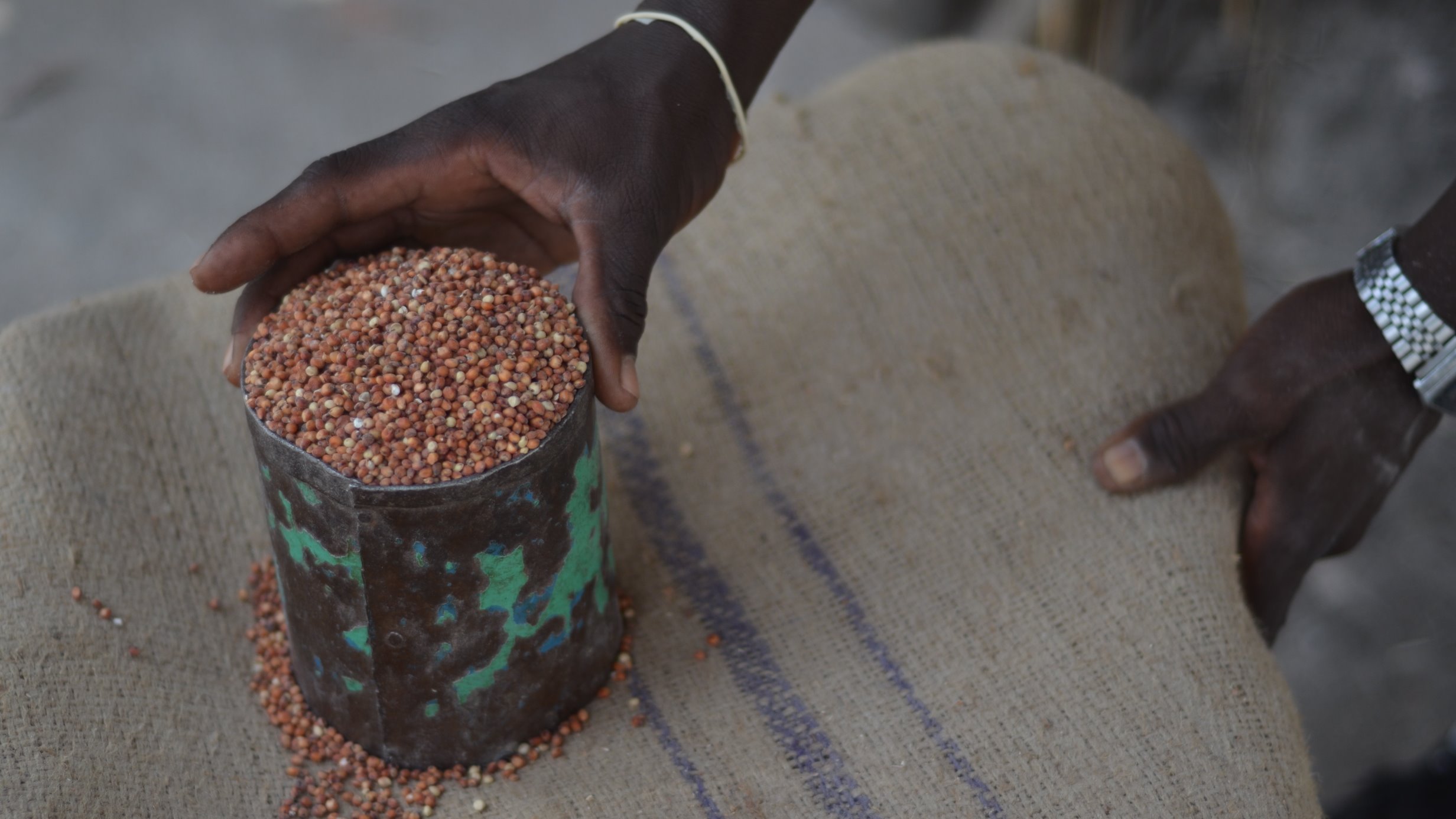 A half kilo of sorghum seeds, when ground and made into porridge, is all some families share for their daily meal. Food. Nutrition.