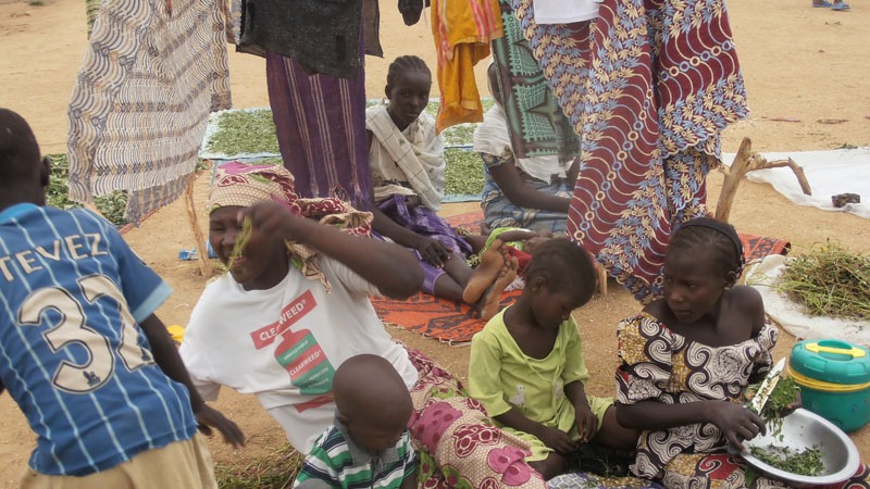 A displaced family in Cameroon's Mayo-Sava district sells dried leaves at a local market, something that has become their main source of income since fleeing Boko Haram.
