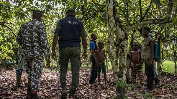 The International Criminal Police Organization (INTERPOL) rescues children, who have been the victims of child trafficking, from cocoa fields .