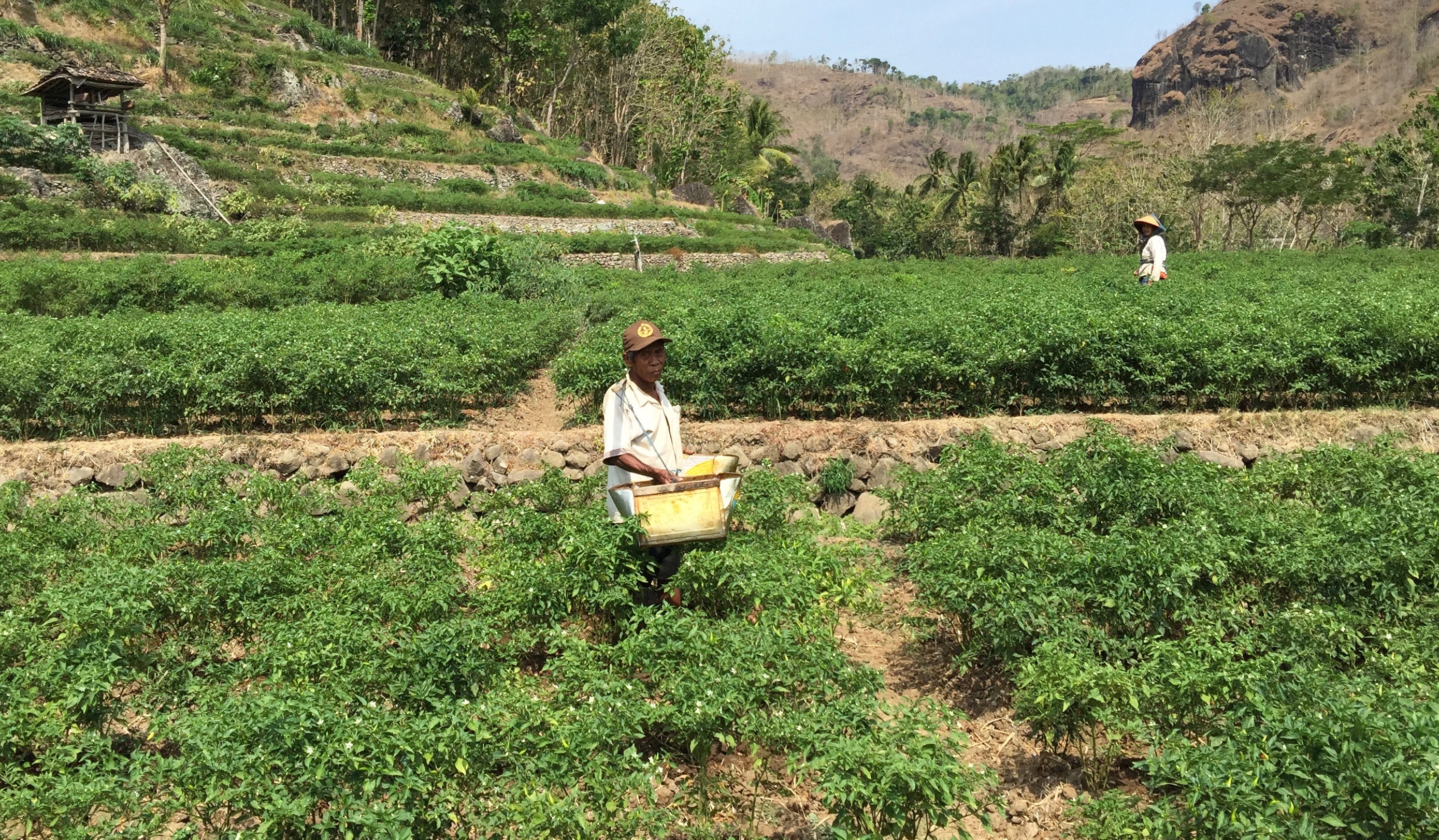 Ngadimin in his field in Ketung Miri village in Indonesia's Special Region of Yogyakarta in October 2015. Normally the field would be flooded, but his rice harvest failed due to drought so he planted tobacco and chilis.