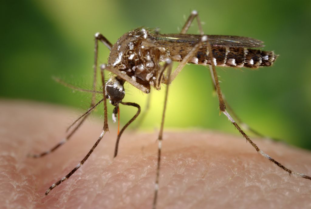 The aedes aegypti mosquito that spreads the Zika virus as well as dengue fever and chikungunya