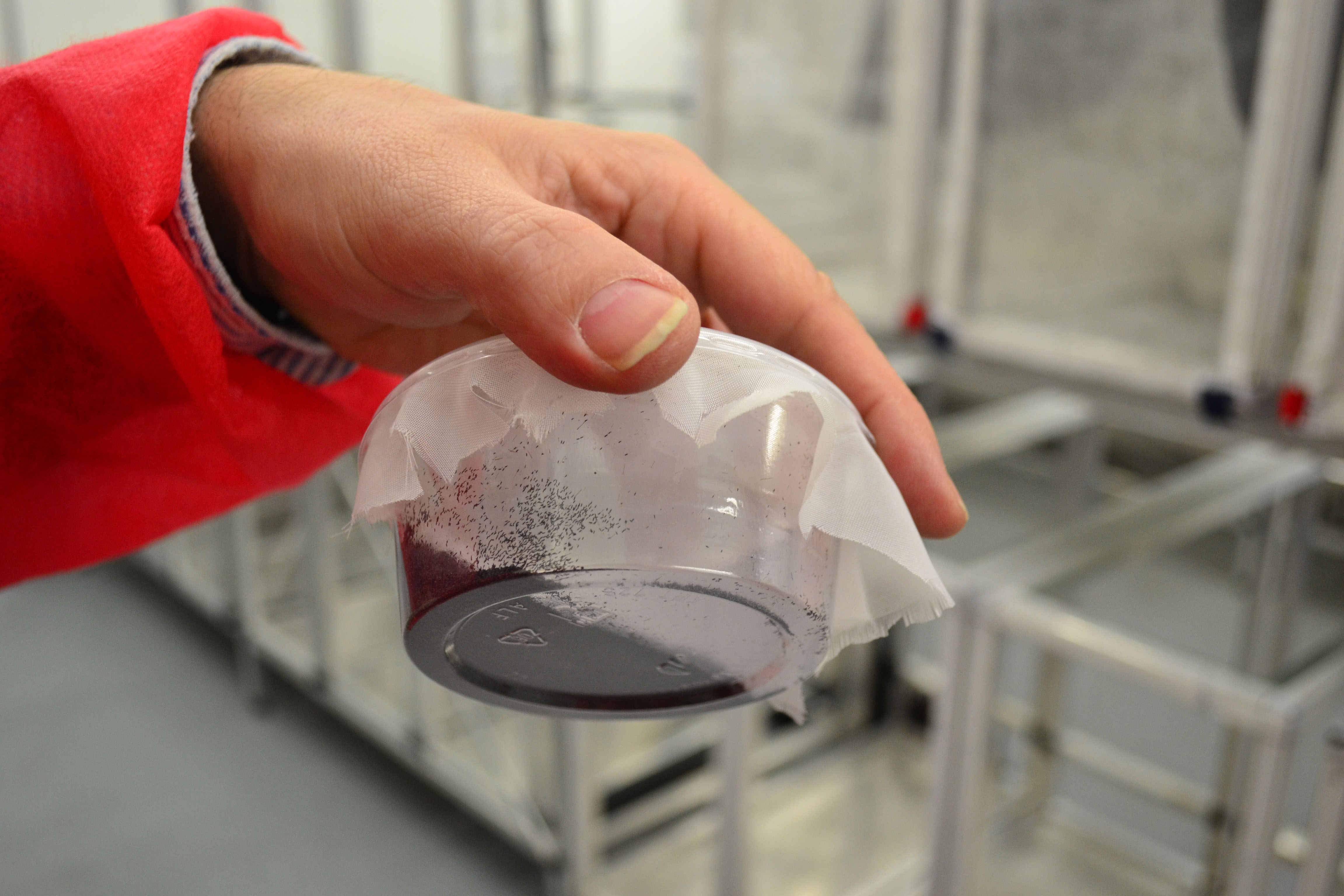 Oxitec CEO, Haydn Parry holds up container of eggs from genetically modified mosquitos that can be shipped to locations in other countries where field trials are being conducted