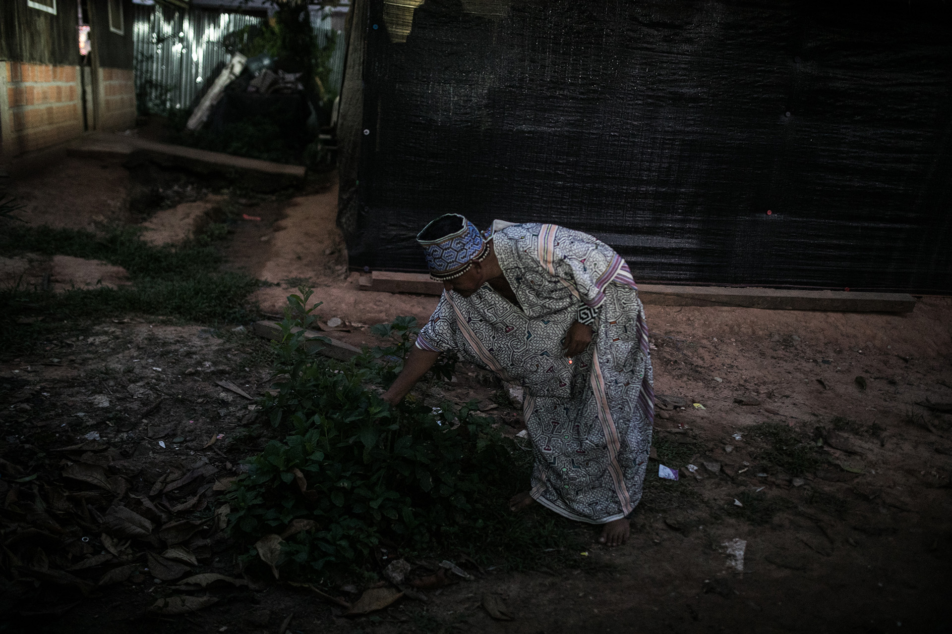 Shipibo shaman Pietro Tangao collecting ajo sacha