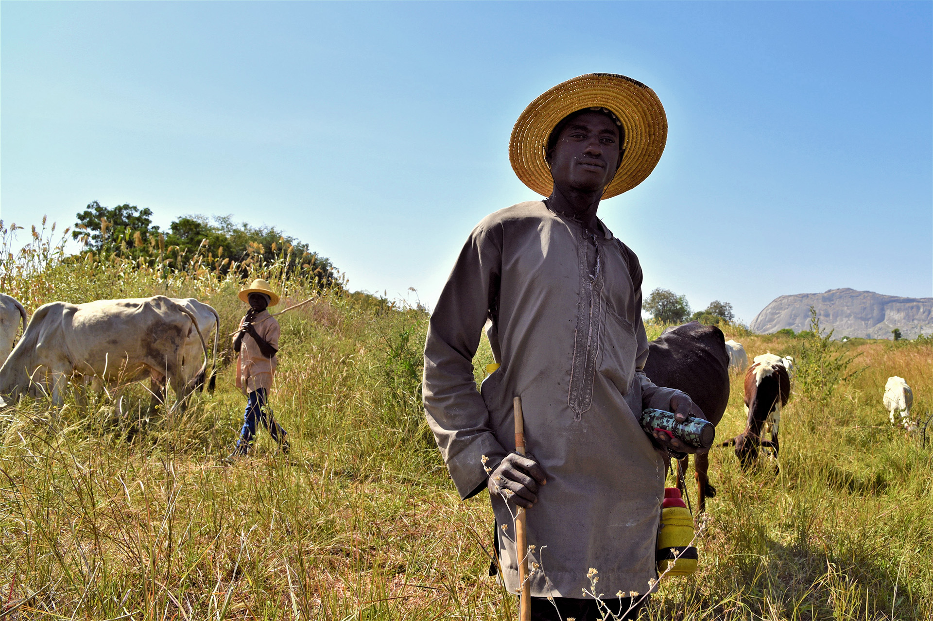 An image of a Fulani herder standing is a field while cattle graze behind him.