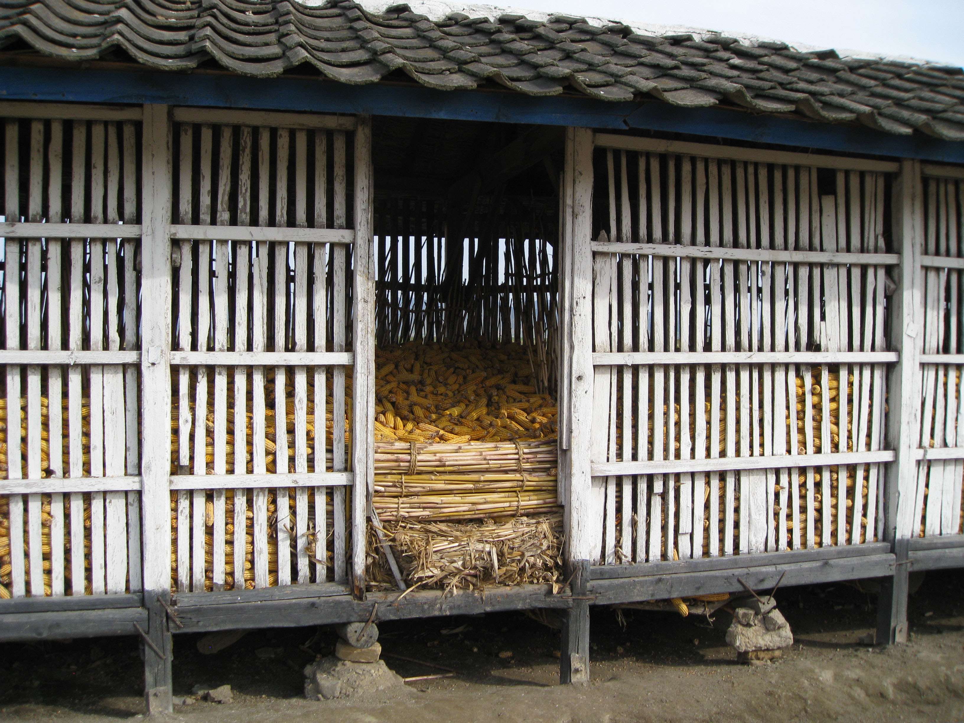 A cooperative farm storage filled with corn from an early harvest in Hamhung, North Korea