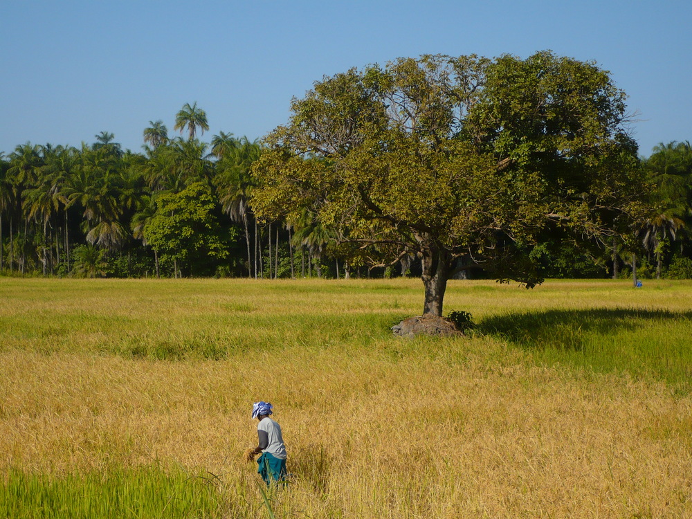 Rice cultivation in Casamance, Senegal