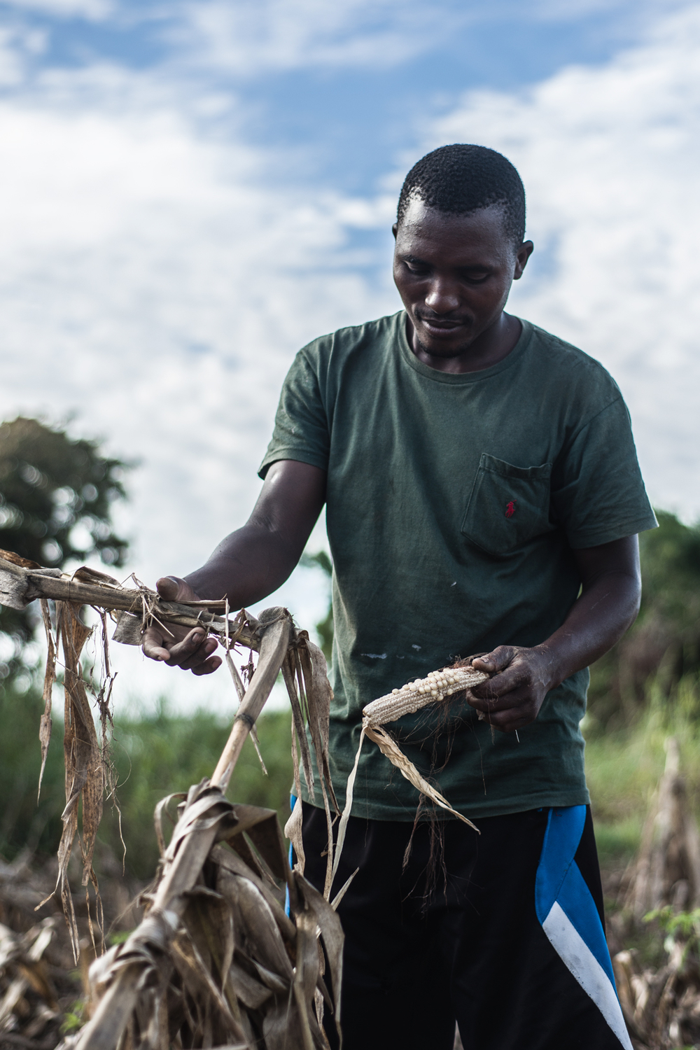 A man holds up a destroyed crop.