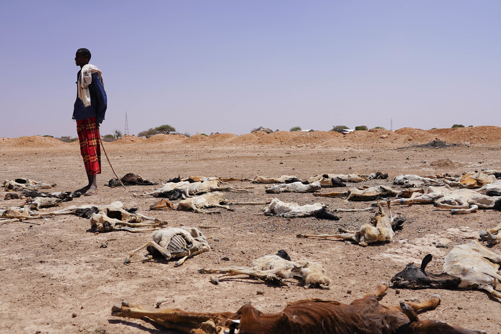 A herder in Ethiopia’s drought-affected Somali region stands amid dead livestock. A multi-season drought has caused the death of around 1.5 million animals across the country.