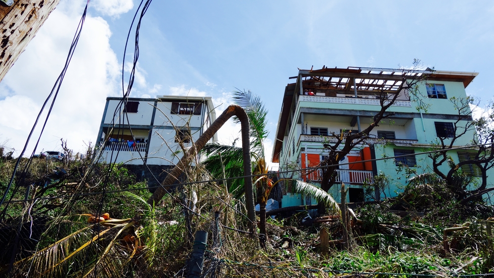 Damaged trees in Dominica after Hurricane Irma, Jose, and Maria.