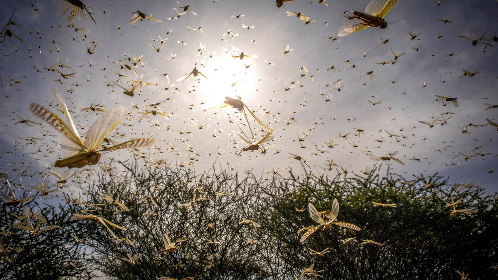 A Desert Locust swarm flies over a bush in Samburu County, Ololokwe, Kenya. A Desert Locust adult can consume roughly its own weight in fresh food per day that is about two grams every day.