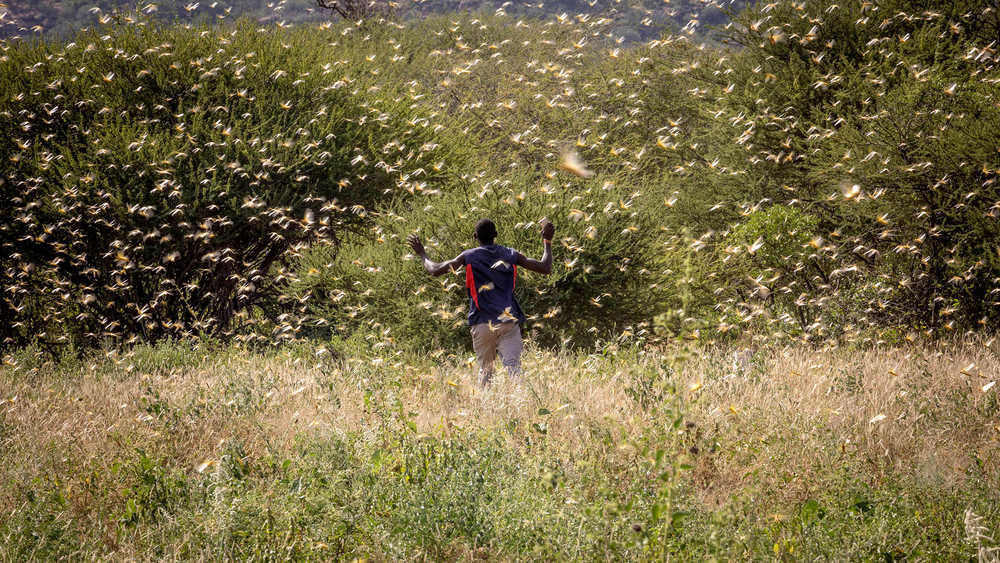 A man walks among a locust swarm in Kenya.