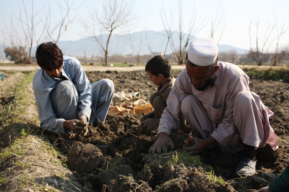 Aminullah and his children harvest carrots in Saracha village, outside of Jalalabad, eastern Afghanistan. Saracha is part of a pilot project by UNHCR to invest development aid in areas of high returns of refugees previously living in Pakistan, as a way of