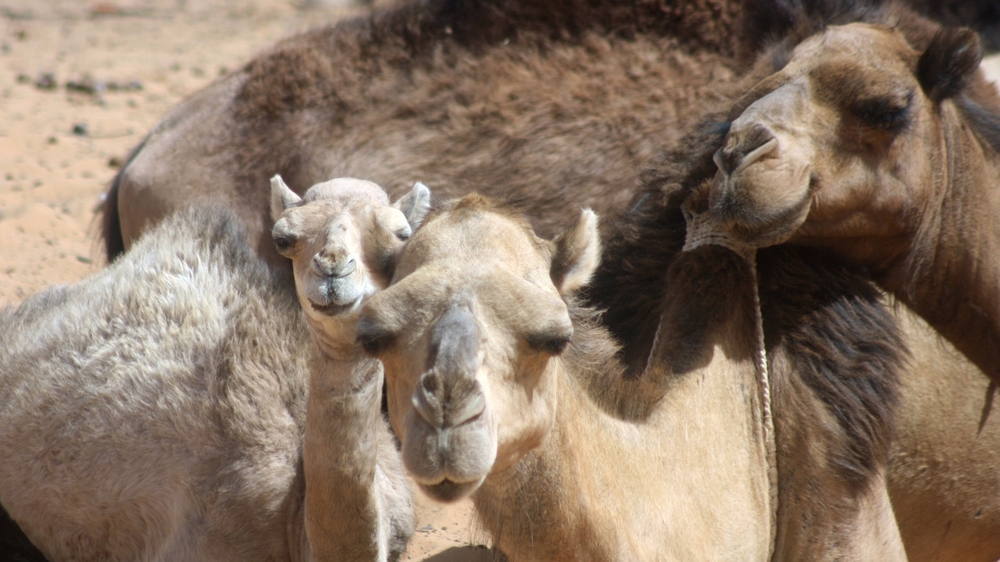 Mauritania is home to Africa first camel milk dairy