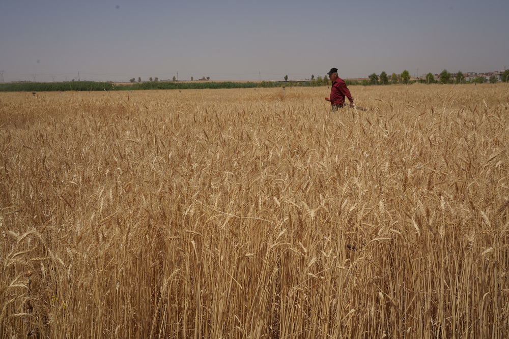 Due to water shortage, wheat stalks in Nineveh have largely failed to grow to their full potential, which makes them more prone to soil salinity and reduces their quality.