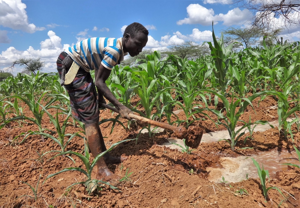 A farmer digs irrigation ditches in his maize field